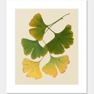 Ginkgo Leaves Turning Posters and Art